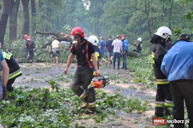 Zdjęcie w galerii na portalu naszraciborz.pl: Takich zniszczeń jeszcze nie widziano. Nawałnica zmiotła dziesiątki drzew przy drodze Nędza - Kuźnia Raciborska wiadomości z regionu