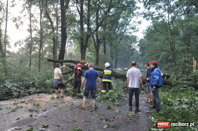 Zdjęcie w galerii na portalu naszraciborz.pl: Takich zniszczeń jeszcze nie widziano. Nawałnica zmiotła dziesiątki drzew przy drodze Nędza - Kuźnia Raciborska wiadomości z regionu