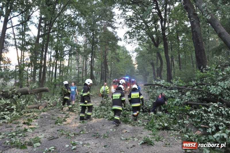 Zdjęcie w galerii na portalu naszraciborz.pl: Takich zniszczeń jeszcze nie widziano. Nawałnica zmiotła dziesiątki drzew przy drodze Nędza - Kuźnia Raciborska wiadomości z regionu