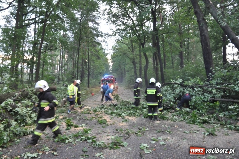 Zdjęcie w galerii na portalu naszraciborz.pl: Takich zniszczeń jeszcze nie widziano. Nawałnica zmiotła dziesiątki drzew przy drodze Nędza - Kuźnia Raciborska wiadomości z regionu