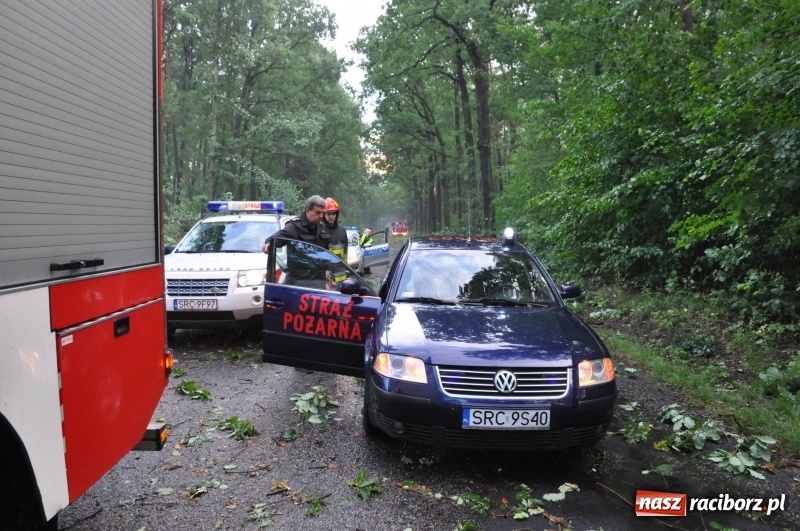 Zdjęcie w galerii na portalu naszraciborz.pl: Takich zniszczeń jeszcze nie widziano. Nawałnica zmiotła dziesiątki drzew przy drodze Nędza - Kuźnia Raciborska wiadomości z regionu