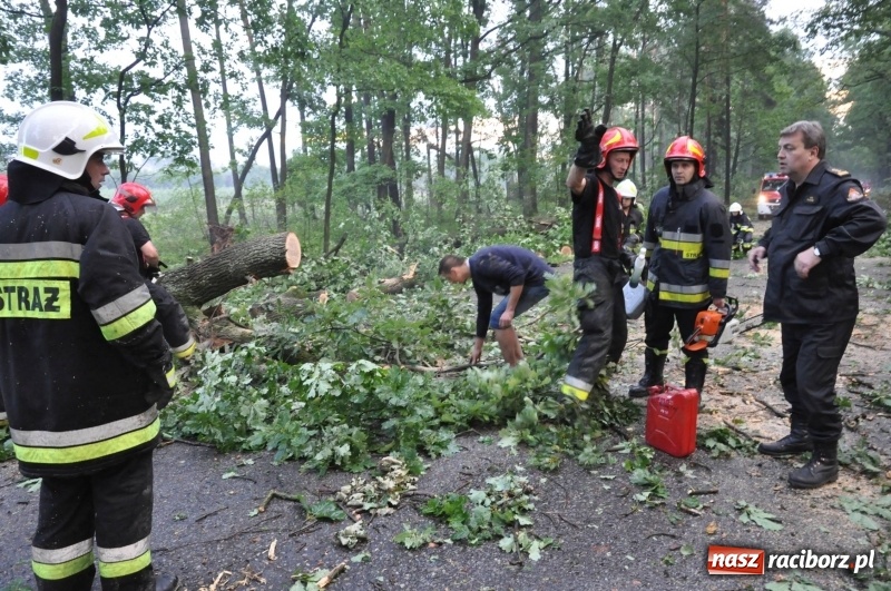 Zdjęcie w galerii na portalu naszraciborz.pl: Takich zniszczeń jeszcze nie widziano. Nawałnica zmiotła dziesiątki drzew przy drodze Nędza - Kuźnia Raciborska wiadomości z regionu