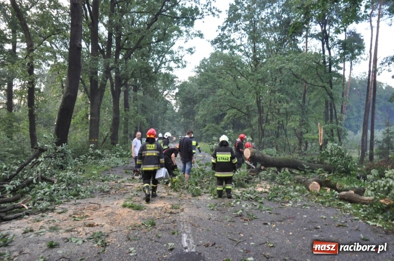 Zdjęcie w galerii na portalu naszraciborz.pl: Takich zniszczeń jeszcze nie widziano. Nawałnica zmiotła dziesiątki drzew przy drodze Nędza - Kuźnia Raciborska wiadomości z regionu