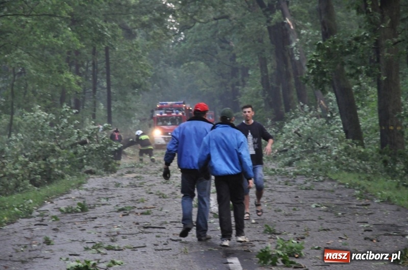 Zdjęcie w galerii na portalu naszraciborz.pl: Takich zniszczeń jeszcze nie widziano. Nawałnica zmiotła dziesiątki drzew przy drodze Nędza - Kuźnia Raciborska wiadomości z regionu