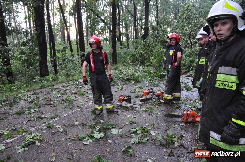 Zdjęcie w galerii na portalu naszraciborz.pl: Takich zniszczeń jeszcze nie widziano. Nawałnica zmiotła dziesiątki drzew przy drodze Nędza - Kuźnia Raciborska wiadomości z regionu
