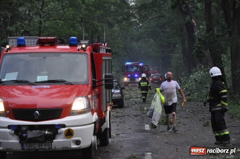 Zdjęcie w galerii na portalu naszraciborz.pl: Takich zniszczeń jeszcze nie widziano. Nawałnica zmiotła dziesiątki drzew przy drodze Nędza - Kuźnia Raciborska wiadomości z regionu