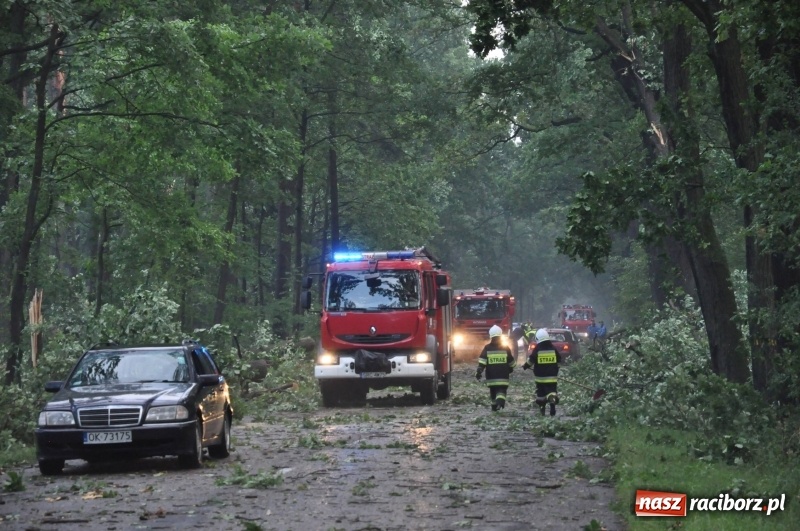 Zdjęcie w galerii na portalu naszraciborz.pl: Takich zniszczeń jeszcze nie widziano. Nawałnica zmiotła dziesiątki drzew przy drodze Nędza - Kuźnia Raciborska wiadomości z regionu