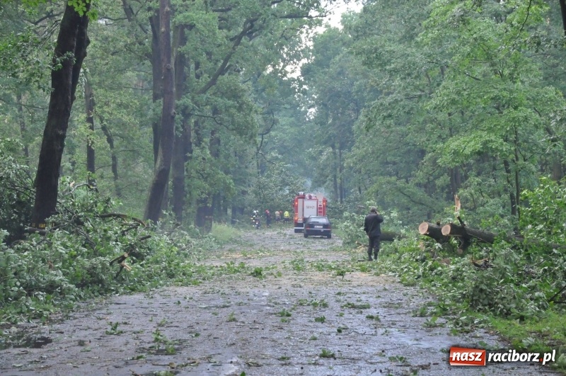 Zdjęcie w galerii na portalu naszraciborz.pl: Takich zniszczeń jeszcze nie widziano. Nawałnica zmiotła dziesiątki drzew przy drodze Nędza - Kuźnia Raciborska wiadomości z regionu