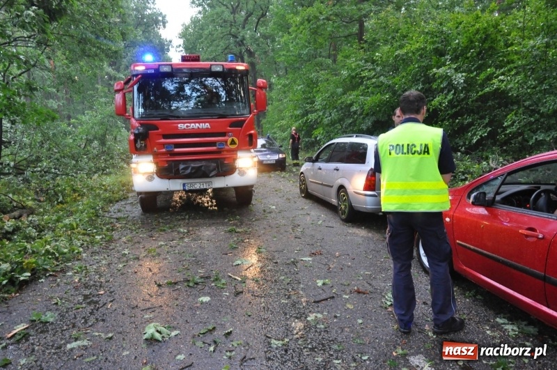 Zdjęcie w galerii na portalu naszraciborz.pl: Takich zniszczeń jeszcze nie widziano. Nawałnica zmiotła dziesiątki drzew przy drodze Nędza - Kuźnia Raciborska wiadomości z regionu