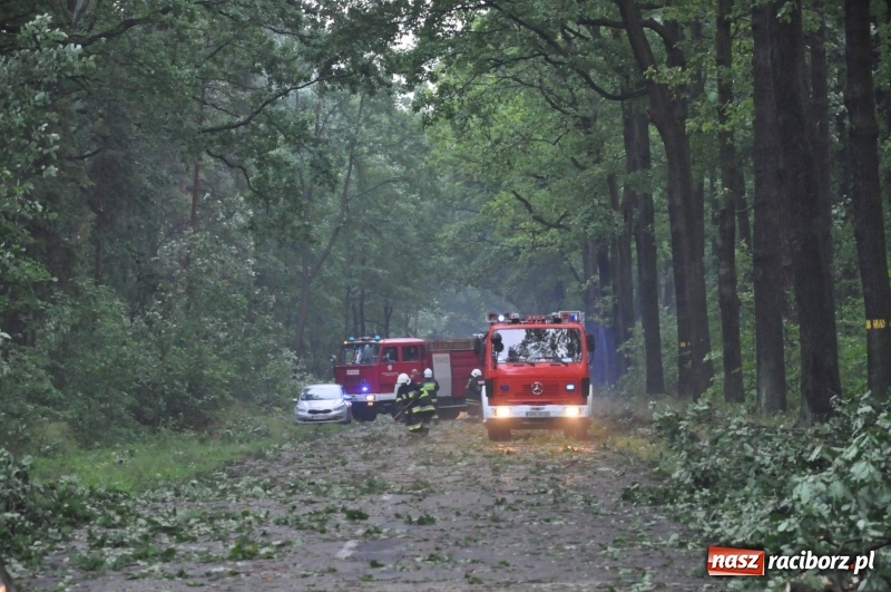 Zdjęcie w galerii na portalu naszraciborz.pl: Takich zniszczeń jeszcze nie widziano. Nawałnica zmiotła dziesiątki drzew przy drodze Nędza - Kuźnia Raciborska wiadomości z regionu