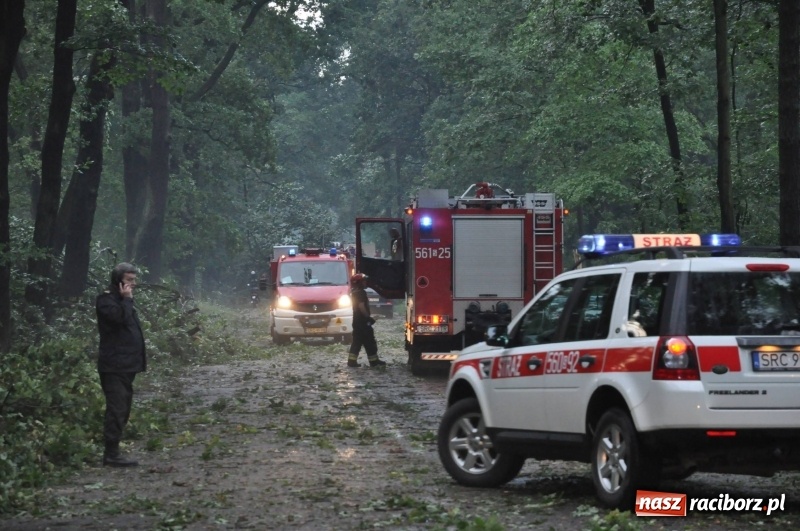 Zdjęcie w galerii na portalu naszraciborz.pl: Takich zniszczeń jeszcze nie widziano. Nawałnica zmiotła dziesiątki drzew przy drodze Nędza - Kuźnia Raciborska wiadomości z regionu
