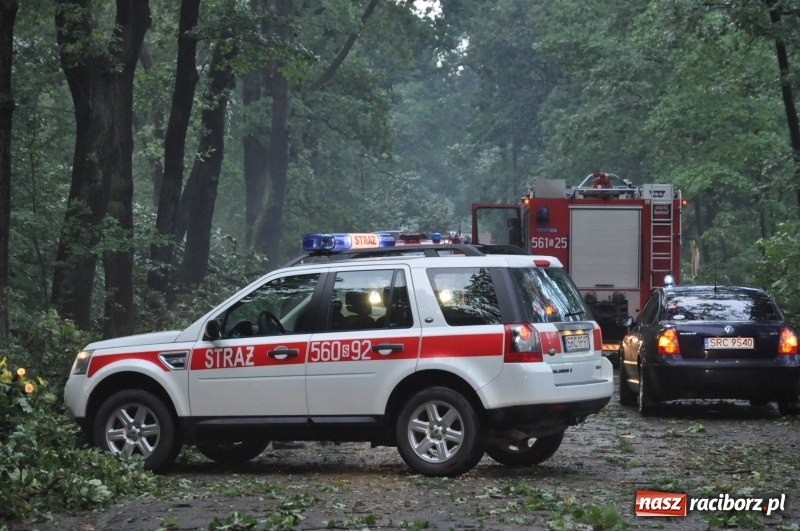 Zdjęcie w galerii na portalu naszraciborz.pl: Takich zniszczeń jeszcze nie widziano. Nawałnica zmiotła dziesiątki drzew przy drodze Nędza - Kuźnia Raciborska wiadomości z regionu