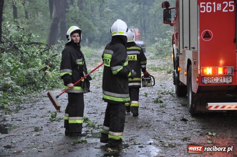Zdjęcie w galerii na portalu naszraciborz.pl: Takich zniszczeń jeszcze nie widziano. Nawałnica zmiotła dziesiątki drzew przy drodze Nędza - Kuźnia Raciborska wiadomości z regionu