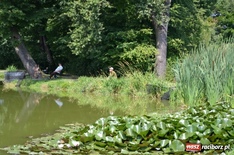 Zdjęcie w galerii na portalu naszraciborz.pl: Zawody wędkarskie na Trzecioku o Puchar Wójta Krzyżanowic  wiadomości z regionu