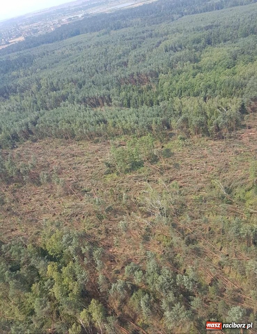 Zdjęcie w galerii na portalu naszraciborz.pl: Nawałnica zniszczyła tyle drzew, ile rocznie wycina się w czterech nadleśnictwach wiadomości z regionu