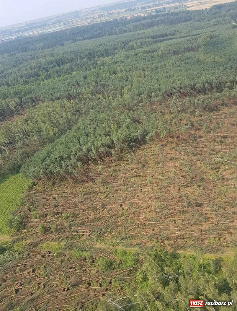 Zdjęcie w galerii na portalu naszraciborz.pl: Nawałnica zniszczyła tyle drzew, ile rocznie wycina się w czterech nadleśnictwach wiadomości z regionu