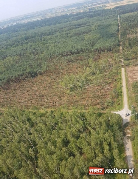 Zdjęcie w galerii na portalu naszraciborz.pl: Nawałnica zniszczyła tyle drzew, ile rocznie wycina się w czterech nadleśnictwach wiadomości z regionu