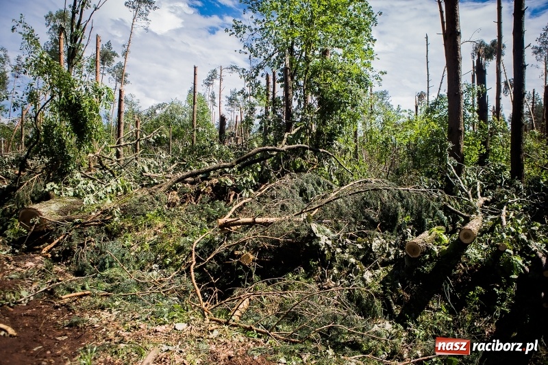 Zdjęcie w galerii na portalu naszraciborz.pl: Sprzątanie lasów wokół Kuźni potrwa 2 lata. Straty mogą przekroczyć 85 mln zł. Szef polskich leśników gościł dziś w naszym powiecie wiadomości z regionu