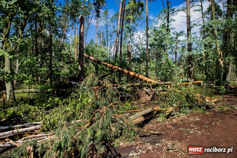 Zdjęcie w galerii na portalu naszraciborz.pl: Sprzątanie lasów wokół Kuźni potrwa 2 lata. Straty mogą przekroczyć 85 mln zł. Szef polskich leśników gościł dziś w naszym powiecie wiadomości z regionu