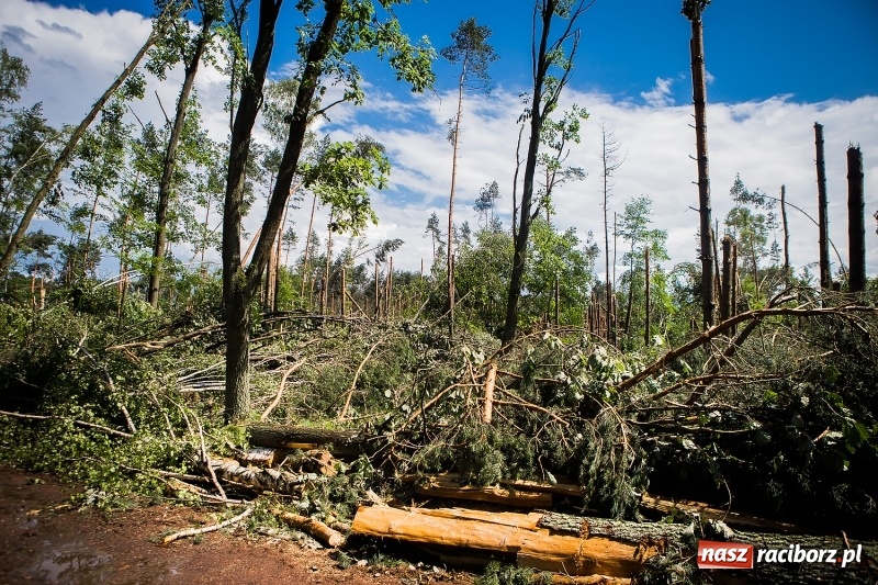 Zdjęcie w galerii na portalu naszraciborz.pl: Sprzątanie lasów wokół Kuźni potrwa 2 lata. Straty mogą przekroczyć 85 mln zł. Szef polskich leśników gościł dziś w naszym powiecie wiadomości z regionu