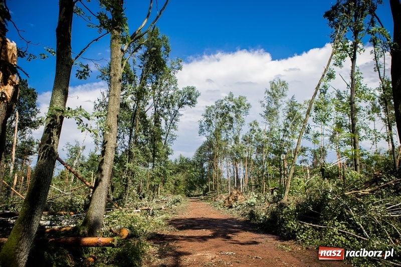 Zdjęcie w galerii na portalu naszraciborz.pl: Sprzątanie lasów wokół Kuźni potrwa 2 lata. Straty mogą przekroczyć 85 mln zł. Szef polskich leśników gościł dziś w naszym powiecie wiadomości z regionu