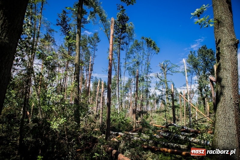 Zdjęcie w galerii na portalu naszraciborz.pl: Sprzątanie lasów wokół Kuźni potrwa 2 lata. Straty mogą przekroczyć 85 mln zł. Szef polskich leśników gościł dziś w naszym powiecie wiadomości z regionu