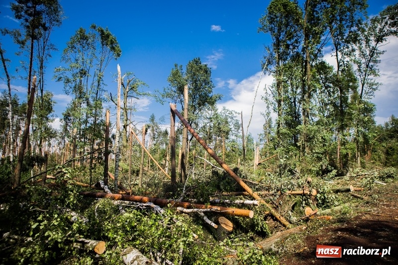 Zdjęcie w galerii na portalu naszraciborz.pl: Sprzątanie lasów wokół Kuźni potrwa 2 lata. Straty mogą przekroczyć 85 mln zł. Szef polskich leśników gościł dziś w naszym powiecie wiadomości z regionu