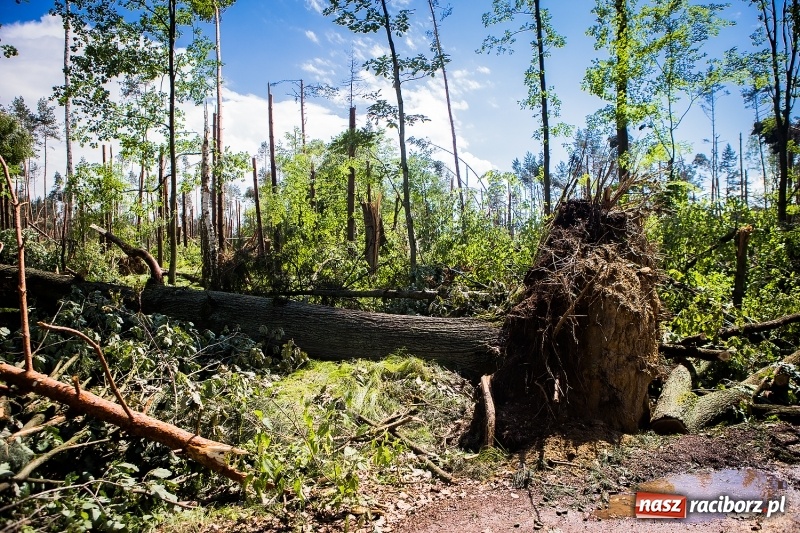 Zdjęcie w galerii na portalu naszraciborz.pl: Sprzątanie lasów wokół Kuźni potrwa 2 lata. Straty mogą przekroczyć 85 mln zł. Szef polskich leśników gościł dziś w naszym powiecie wiadomości z regionu
