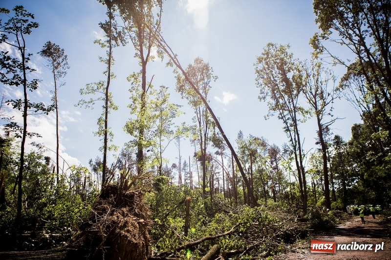Zdjęcie w galerii na portalu naszraciborz.pl: Sprzątanie lasów wokół Kuźni potrwa 2 lata. Straty mogą przekroczyć 85 mln zł. Szef polskich leśników gościł dziś w naszym powiecie wiadomości z regionu