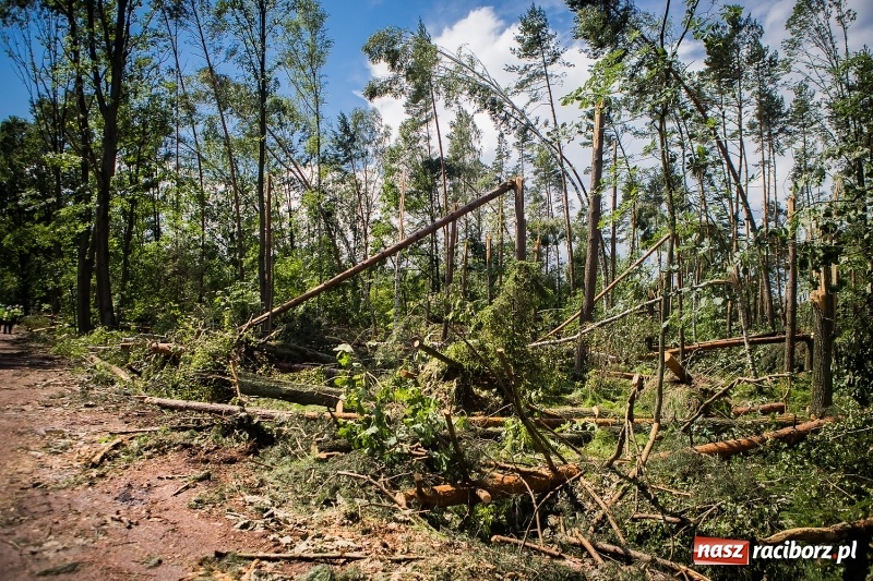 Zdjęcie w galerii na portalu naszraciborz.pl: Sprzątanie lasów wokół Kuźni potrwa 2 lata. Straty mogą przekroczyć 85 mln zł. Szef polskich leśników gościł dziś w naszym powiecie wiadomości z regionu