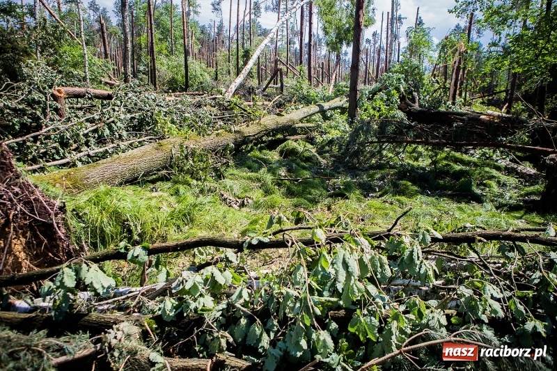 Zdjęcie w galerii na portalu naszraciborz.pl: Sprzątanie lasów wokół Kuźni potrwa 2 lata. Straty mogą przekroczyć 85 mln zł. Szef polskich leśników gościł dziś w naszym powiecie wiadomości z regionu