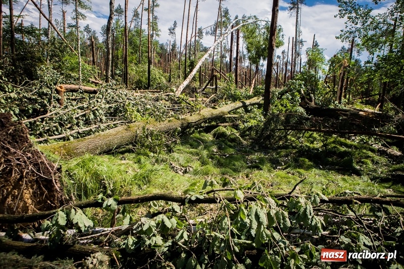 Zdjęcie w galerii na portalu naszraciborz.pl: Sprzątanie lasów wokół Kuźni potrwa 2 lata. Straty mogą przekroczyć 85 mln zł. Szef polskich leśników gościł dziś w naszym powiecie wiadomości z regionu