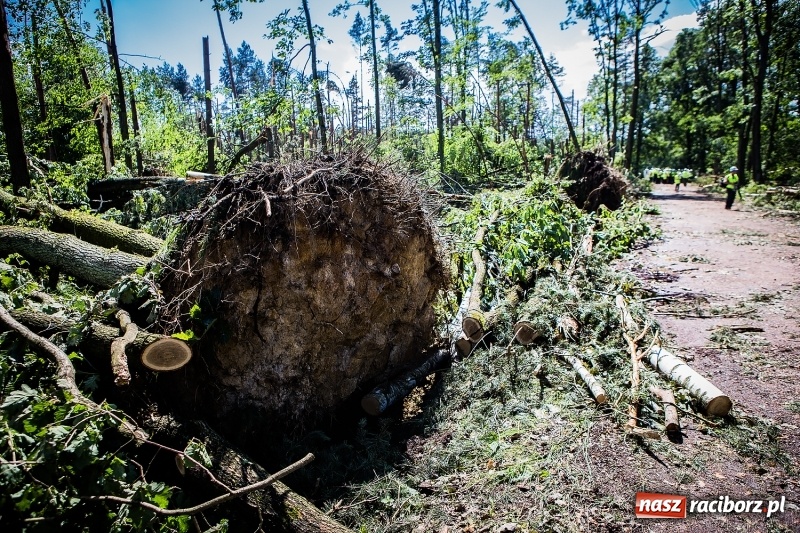 Zdjęcie w galerii na portalu naszraciborz.pl: Sprzątanie lasów wokół Kuźni potrwa 2 lata. Straty mogą przekroczyć 85 mln zł. Szef polskich leśników gościł dziś w naszym powiecie wiadomości z regionu