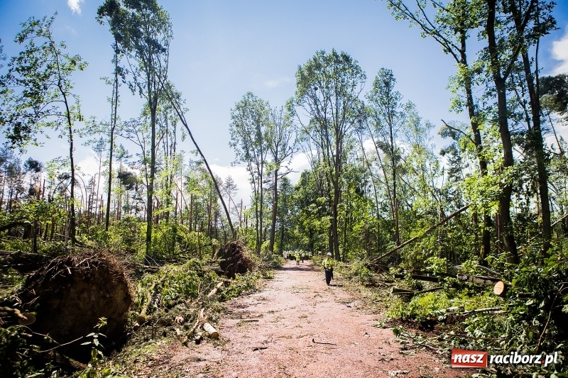 Zdjęcie w galerii na portalu naszraciborz.pl: Sprzątanie lasów wokół Kuźni potrwa 2 lata. Straty mogą przekroczyć 85 mln zł. Szef polskich leśników gościł dziś w naszym powiecie wiadomości z regionu
