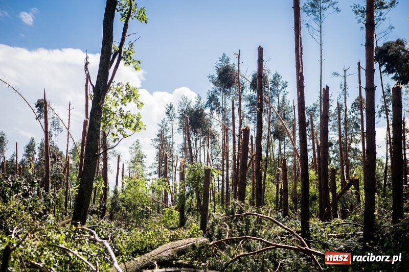 Zdjęcie w galerii na portalu naszraciborz.pl: Sprzątanie lasów wokół Kuźni potrwa 2 lata. Straty mogą przekroczyć 85 mln zł. Szef polskich leśników gościł dziś w naszym powiecie wiadomości z regionu