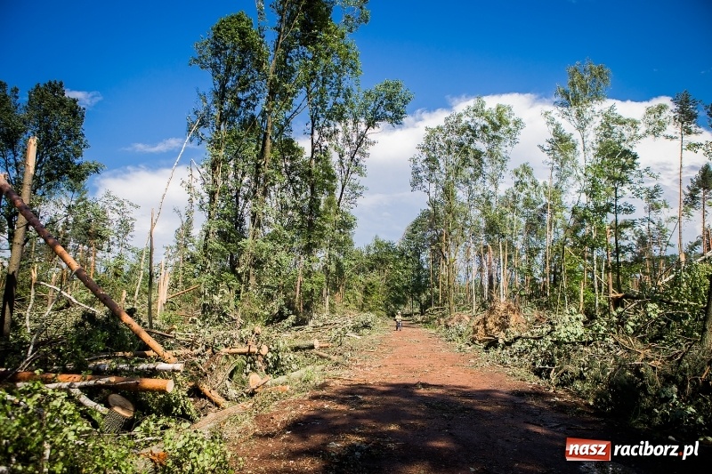 Zdjęcie w galerii na portalu naszraciborz.pl: Sprzątanie lasów wokół Kuźni potrwa 2 lata. Straty mogą przekroczyć 85 mln zł. Szef polskich leśników gościł dziś w naszym powiecie wiadomości z regionu