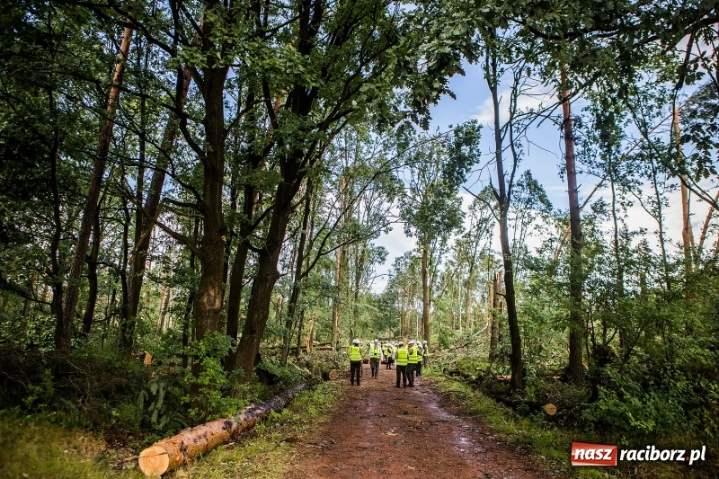 Zdjęcie w galerii na portalu naszraciborz.pl: Sprzątanie lasów wokół Kuźni potrwa 2 lata. Straty mogą przekroczyć 85 mln zł. Szef polskich leśników gościł dziś w naszym powiecie wiadomości z regionu