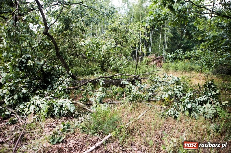 Zdjęcie w galerii na portalu naszraciborz.pl: Sprzątanie lasów wokół Kuźni potrwa 2 lata. Straty mogą przekroczyć 85 mln zł. Szef polskich leśników gościł dziś w naszym powiecie wiadomości z regionu