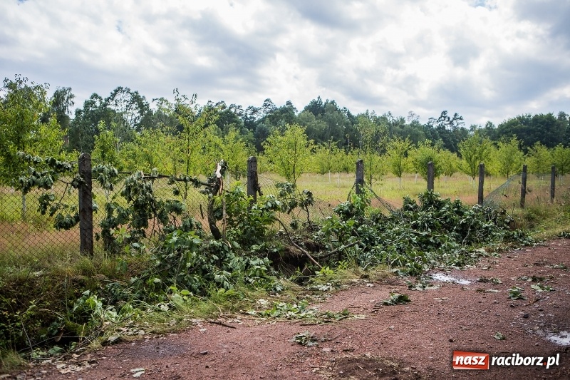Zdjęcie w galerii na portalu naszraciborz.pl: Sprzątanie lasów wokół Kuźni potrwa 2 lata. Straty mogą przekroczyć 85 mln zł. Szef polskich leśników gościł dziś w naszym powiecie wiadomości z regionu