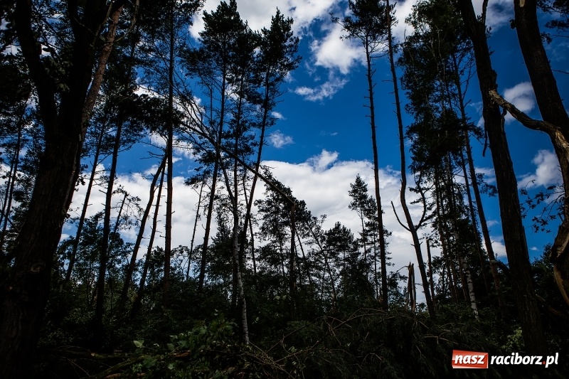 Zdjęcie w galerii na portalu naszraciborz.pl: Sprzątanie lasów wokół Kuźni potrwa 2 lata. Straty mogą przekroczyć 85 mln zł. Szef polskich leśników gościł dziś w naszym powiecie wiadomości z regionu