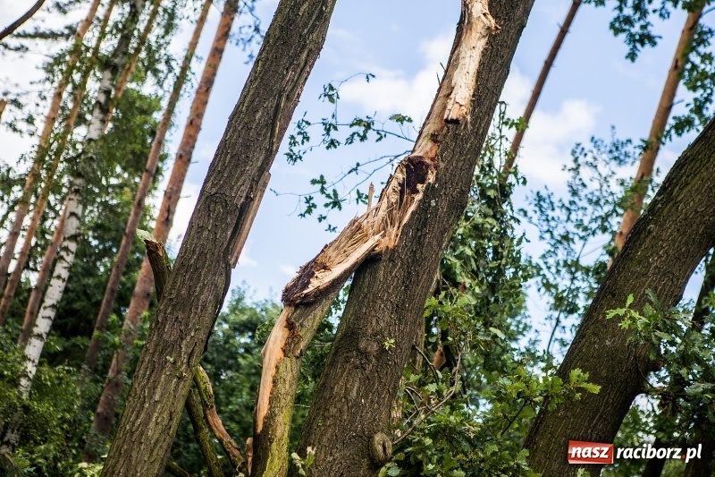 Zdjęcie w galerii na portalu naszraciborz.pl: Sprzątanie lasów wokół Kuźni potrwa 2 lata. Straty mogą przekroczyć 85 mln zł. Szef polskich leśników gościł dziś w naszym powiecie wiadomości z regionu