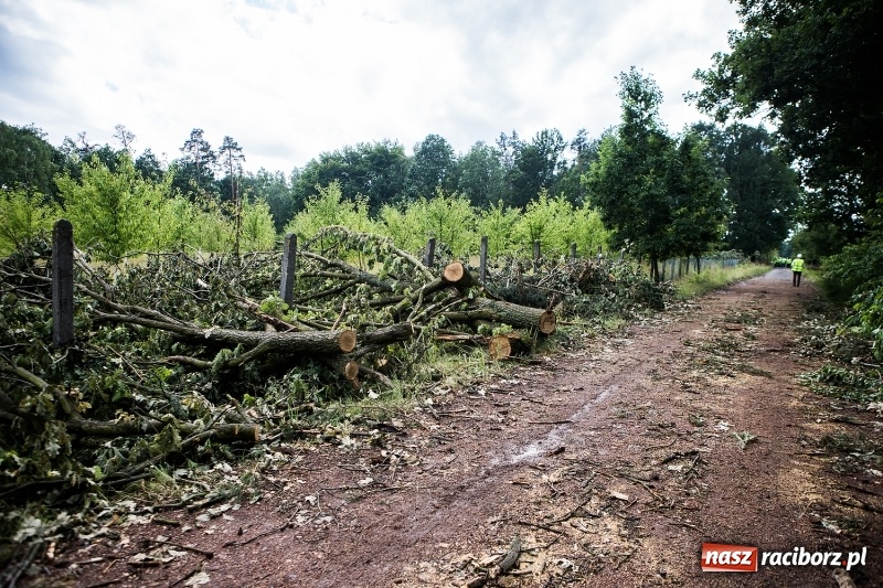 Zdjęcie w galerii na portalu naszraciborz.pl: Sprzątanie lasów wokół Kuźni potrwa 2 lata. Straty mogą przekroczyć 85 mln zł. Szef polskich leśników gościł dziś w naszym powiecie wiadomości z regionu