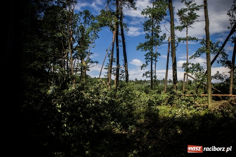 Zdjęcie w galerii na portalu naszraciborz.pl: Sprzątanie lasów wokół Kuźni potrwa 2 lata. Straty mogą przekroczyć 85 mln zł. Szef polskich leśników gościł dziś w naszym powiecie wiadomości z regionu