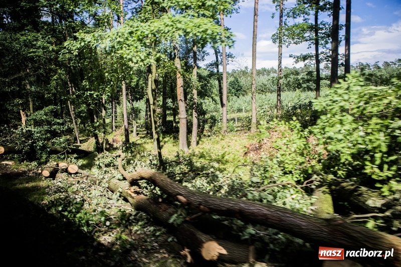 Zdjęcie w galerii na portalu naszraciborz.pl: Sprzątanie lasów wokół Kuźni potrwa 2 lata. Straty mogą przekroczyć 85 mln zł. Szef polskich leśników gościł dziś w naszym powiecie wiadomości z regionu