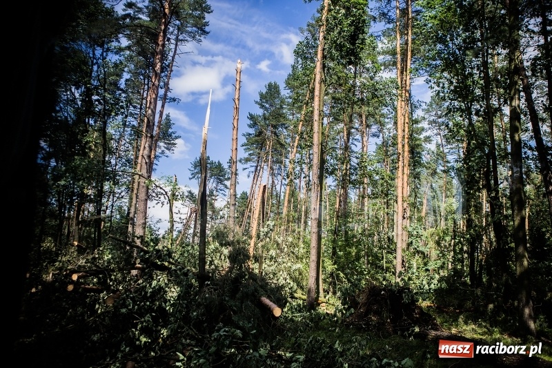 Zdjęcie w galerii na portalu naszraciborz.pl: Sprzątanie lasów wokół Kuźni potrwa 2 lata. Straty mogą przekroczyć 85 mln zł. Szef polskich leśników gościł dziś w naszym powiecie wiadomości z regionu
