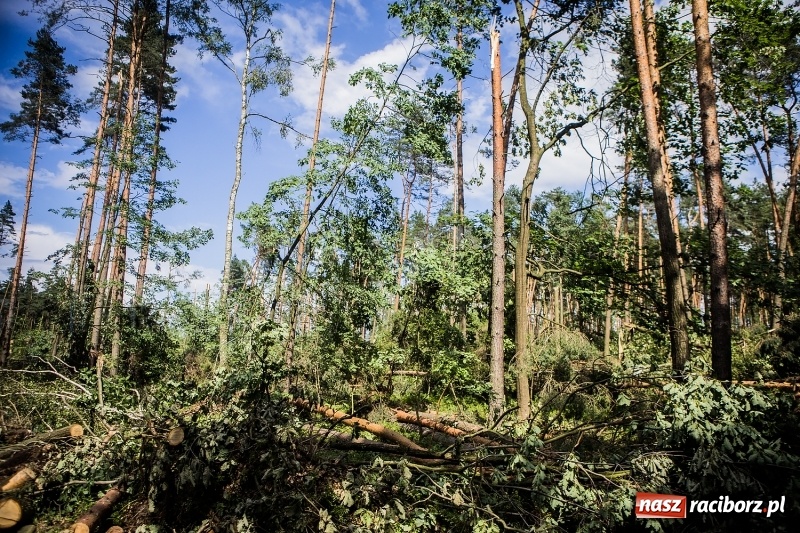 Zdjęcie w galerii na portalu naszraciborz.pl: Sprzątanie lasów wokół Kuźni potrwa 2 lata. Straty mogą przekroczyć 85 mln zł. Szef polskich leśników gościł dziś w naszym powiecie wiadomości z regionu
