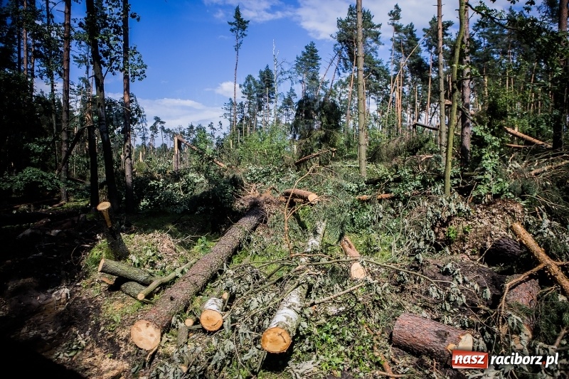 Zdjęcie w galerii na portalu naszraciborz.pl: Sprzątanie lasów wokół Kuźni potrwa 2 lata. Straty mogą przekroczyć 85 mln zł. Szef polskich leśników gościł dziś w naszym powiecie wiadomości z regionu
