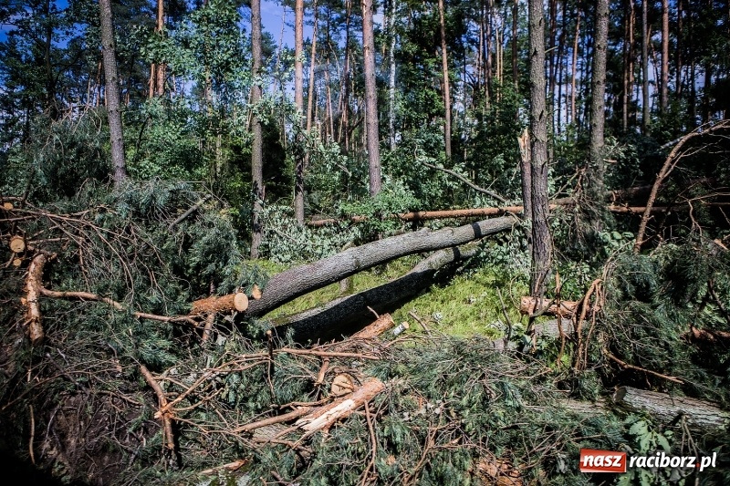 Zdjęcie w galerii na portalu naszraciborz.pl: Sprzątanie lasów wokół Kuźni potrwa 2 lata. Straty mogą przekroczyć 85 mln zł. Szef polskich leśników gościł dziś w naszym powiecie wiadomości z regionu