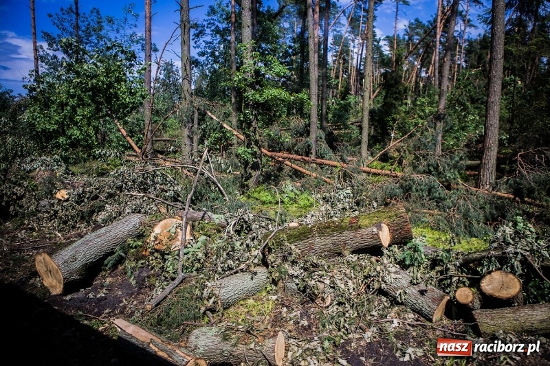 Zdjęcie w galerii na portalu naszraciborz.pl: Sprzątanie lasów wokół Kuźni potrwa 2 lata. Straty mogą przekroczyć 85 mln zł. Szef polskich leśników gościł dziś w naszym powiecie wiadomości z regionu