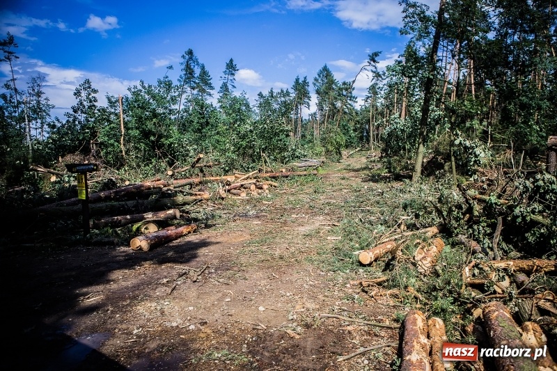 Zdjęcie w galerii na portalu naszraciborz.pl: Sprzątanie lasów wokół Kuźni potrwa 2 lata. Straty mogą przekroczyć 85 mln zł. Szef polskich leśników gościł dziś w naszym powiecie wiadomości z regionu